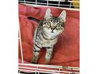 Cricket Domestic Shorthair Young Male