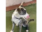 Minka Catahoula Leopard Dog Adult Female