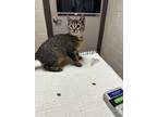 Holly [E5] Domestic Shorthair Young Female