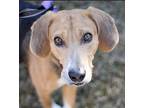 Bobo Coonhound (Unknown Type) Adult Male