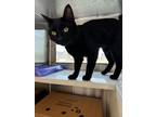 Vinnie Domestic Shorthair Young Male