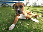 Benson Boxer Adult Male