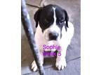 Lady Sophie Great Dane Puppy Female