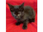 Slick Domestic Shorthair Kitten Male