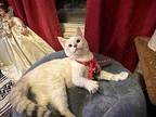 6512 Winter Domestic Shorthair Kitten Female