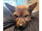 Mr. Charlie Yorkie, Yorkshire Terrier Senior Male