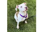 Adopt Seamus - Urgent a American Staffordshire Terrier, Mixed Breed