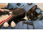 Wynken Domestic Shorthair Kitten Female