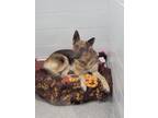 Martha May German Shepherd Dog Young Female