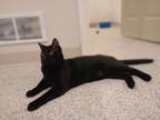 Adopt Inky a Domestic Short Hair