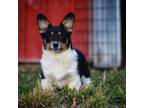 Pembroke Welsh Corgi Puppy for sale in Richmond, MI, USA