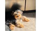 Yorkshire Terrier Puppy for sale in Atlanta, GA, USA