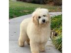 Goldendoodle Puppy for sale in Winton, CA, USA