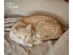 Adopt Simba a Domestic Shorthair (short coat) cat in Mead, WA (37684296)
