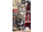Adopt Russell a Domestic Shorthair / Mixed (short coat) cat in Valley Park