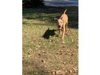 Adopt April a Tan/Yellow/Fawn Hound (Unknown Type) / Pit Bull Terrier dog in