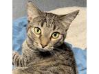 Adopt Buster a Brown Tabby Domestic Shorthair / Mixed (short coat) cat in St