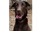 Adopt Fancy Rae a Labrador Retriever / Mixed dog in Jackson, MS (37664024)