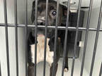 Adopt COFFEE a Black - with White American Pit Bull Terrier / Boxer / Mixed dog