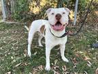 Adopt CASPER a White - with Brown or Chocolate American Pit Bull Terrier / Mixed