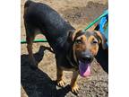 Adopt Pete a Black - with Tan, Yellow or Fawn Shepherd (Unknown Type) / Doberman