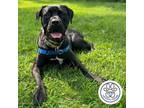 Adopt Scarlett a Black Mixed Breed (Large) / Mixed dog in Menands, NY (31207482)