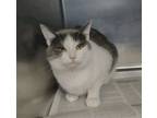Adopt Aster a Gray or Blue (Mostly) Domestic Shorthair (short coat) cat in