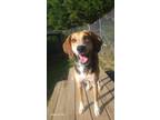 Adopt Merida a Tricolor (Tan/Brown & Black & White) Hound (Unknown Type) / Mixed