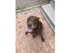 Adopt Kisses a Brown/Chocolate - with White Labrador Retriever / Mixed dog in