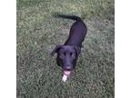 Adopt Cookie Dough Ice Cream Z403 a Black Labrador Retriever / Mixed dog in