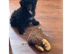 Poodle (Toy) Puppy for sale in Binghamton, NY, USA
