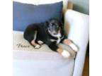 Miniature Australian Shepherd Puppy for sale in Smithville, OK, USA
