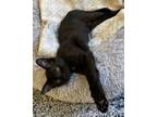 Hayden Domestic Shorthair Kitten Male