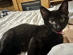 Houdini (with Scaredy Cat) Domestic Shorthair Kitten Male