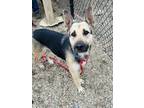 Coco German Shepherd Dog Adult Female