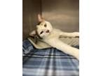 Noel Domestic Shorthair Adult Female