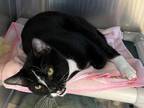 James Bond Domestic Shorthair Young Male