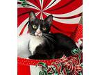 8/11 - Lilo (Blk/Wt) Domestic Shorthair Kitten Female