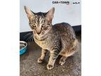 Charles Domestic Shorthair Young Male
