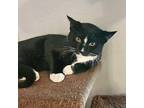 Phil Domestic Shorthair Young Male