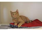 Clementine Domestic Shorthair Kitten Female