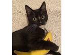 Spruce (with Juniper) Domestic Shorthair Kitten Male