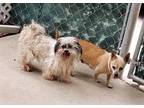 PEBBLES Shih Tzu Adult Female