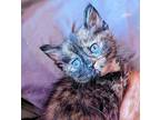 Truly Domestic Shorthair Kitten Female
