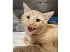 Ernest Domestic Shorthair Adult Male