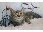 Orangelina Jolieats Domestic Shorthair Kitten Female