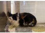 Gloria Domestic Shorthair Young Female