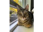 Bandito - In Foster Domestic Shorthair Adult Male