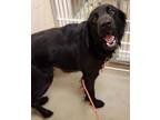 Cuda Flat-Coated Retriever Adult Male