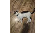 Beetlejuice Domestic Shorthair Kitten Female